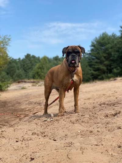 Hundetreffen-Sozial Walk-Bild