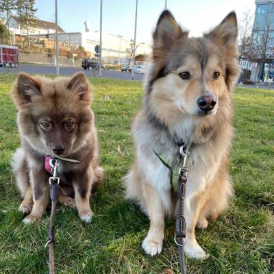 Hundetreffen-Gassi & Spielrunde mit unseren beiden Finnischen Lapphunden-Bild