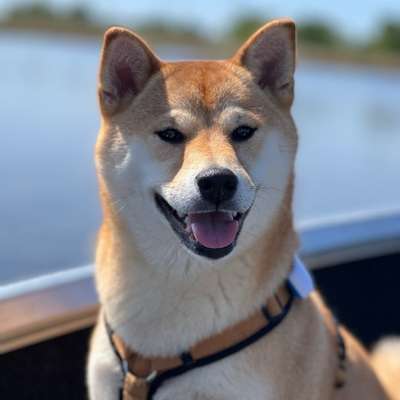 Hundetreffen-Spaziergang an der Leine-Bild