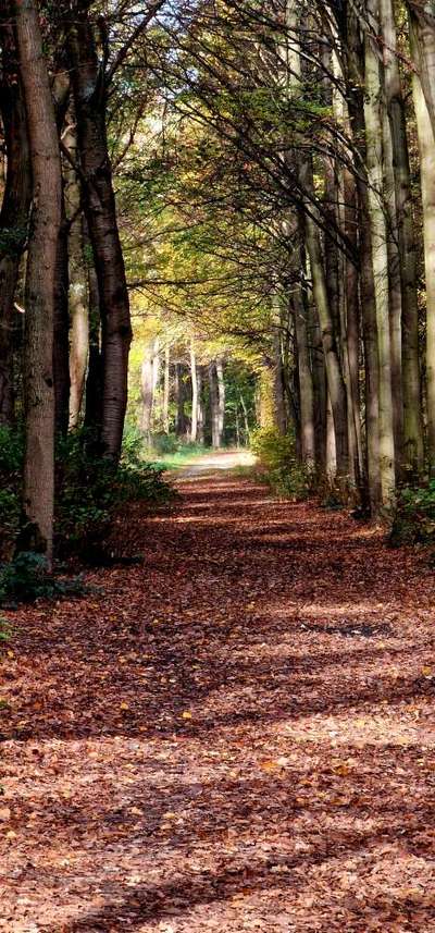 Hundeauslaufgebiet-Rundweg Köttinger See-Bild