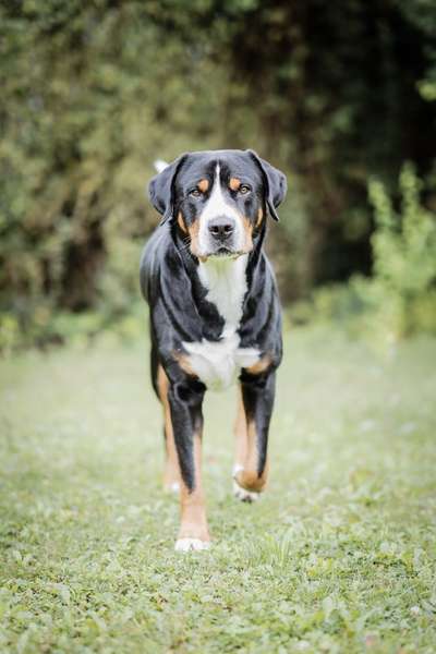 Reinrassige Hunde?-Beitrag-Bild