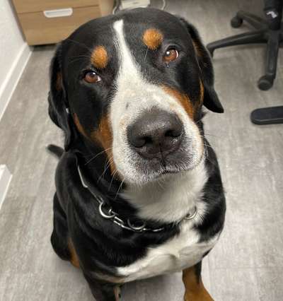 Weitere Große Schweizer Sennenhunde (oder andere große Rassen) hier?-Beitrag-Bild