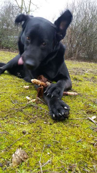 Zeige das lustigste Bild eures Hundis-Beitrag-Bild