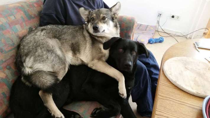 Foto's und Hundemodels-Beitrag-Bild