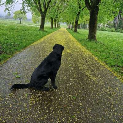 Hundetreffen-Gassirunde bei Frauenzell oder Leutkirch-Bild