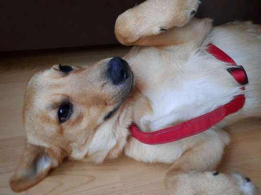 Mischlingshunde Foto Aufruf-Beitrag-Bild