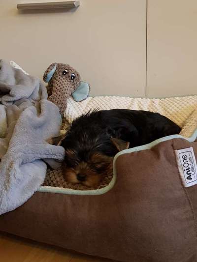 Welpenfotos-Beitrag-Bild