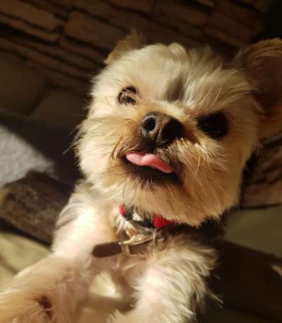 Welpenfotos-Beitrag-Bild