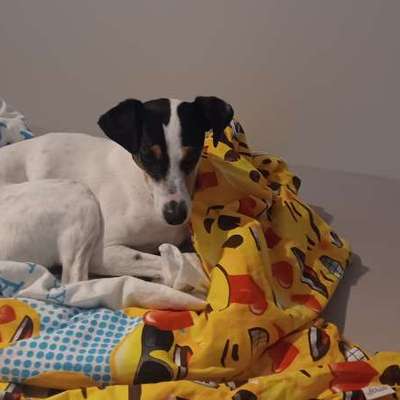 Hundetreffen-Gemeinsame Gänge Wildgatter, Wälder hier, Hohnsen, Osterberg z.B.-Bild