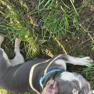 Hundetreffen-Social walk und Spieltreff-Bild