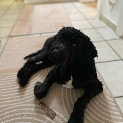 Hundetreffen-Junghund 2 Jahre alt. Labradoodle Micky ist verspielt und neugierig. Sucht Freunde zum toben 😁🐕‍🦺-Bild