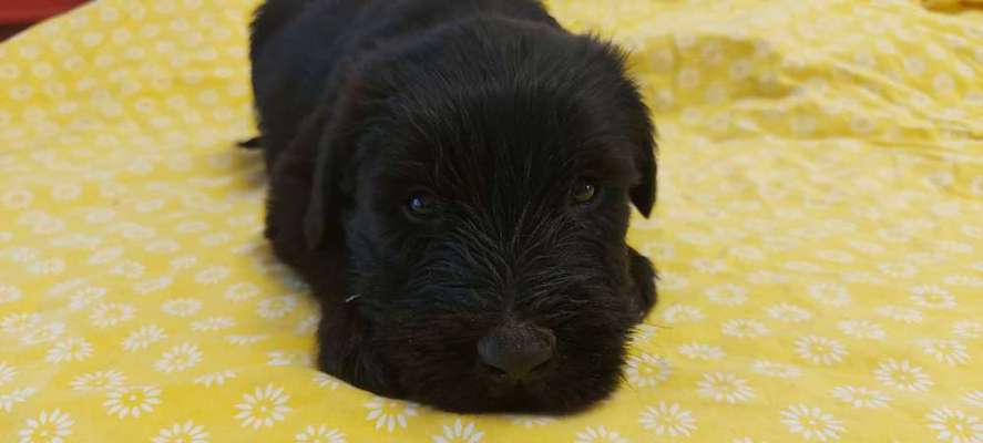 Welpen Bilder !-Beitrag-Bild