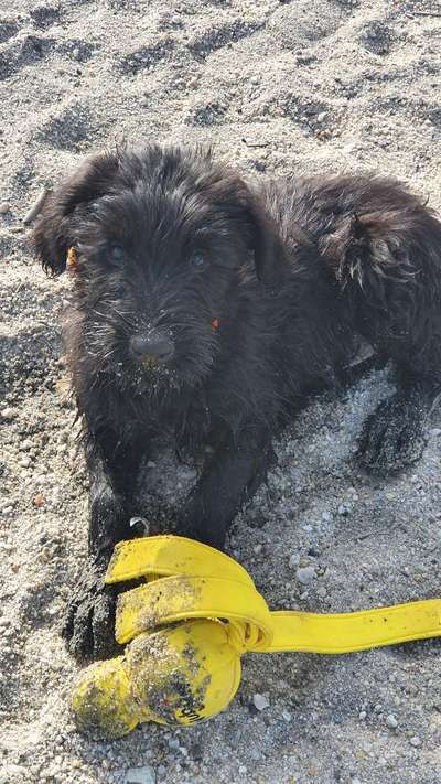 Wo sind die Riesenschnauzer?-Beitrag-Bild