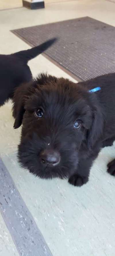 Wo sind die Riesenschnauzer?-Beitrag-Bild