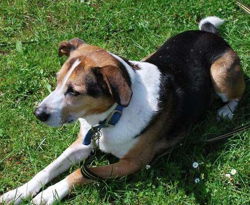 Hunde aus Griechenland-Beitrag-Bild