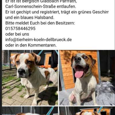 Suchmeldung-Pepone-Bild