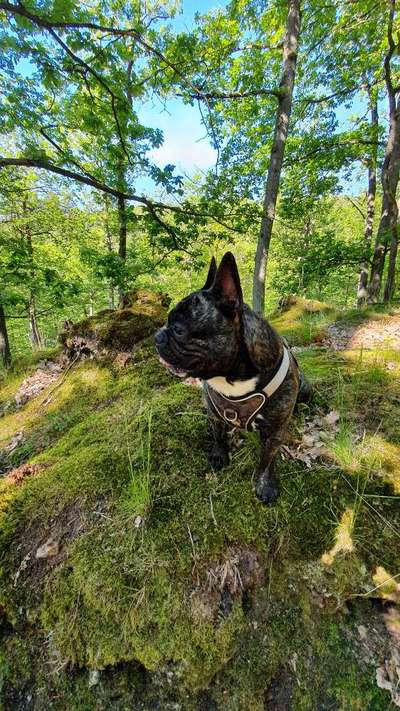 Die Dogorama Monats Challenge "Es grünt und blüht"-Beitrag-Bild