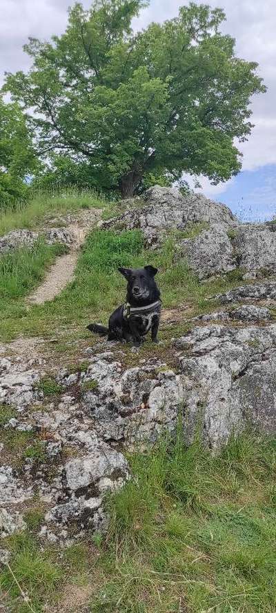 Hundetreffen-"Rentner Treffen"-Bild