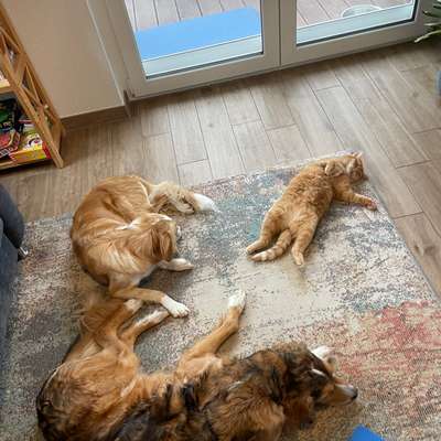 Hundetreffen-Suche Wochenende-/Urlaubs-Hundesitter, gerne auch wechselseitig mit anderem Hund-Bild