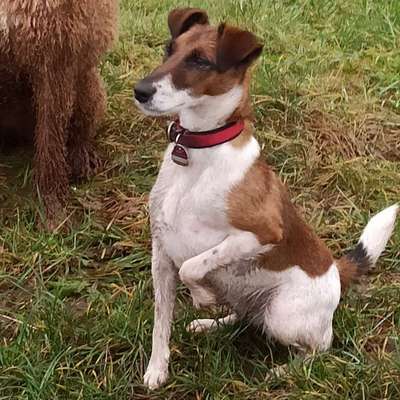 Hundetreffen-Mantrailing-Profilbild