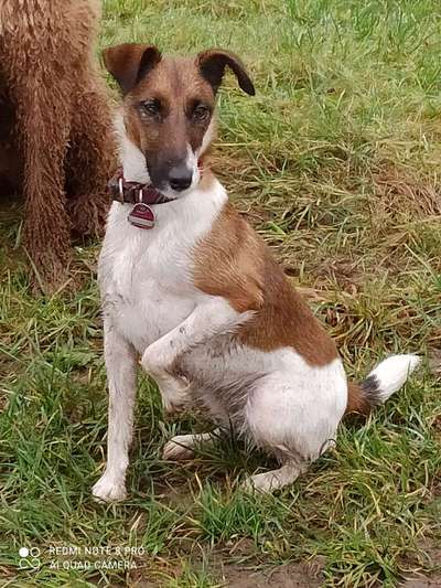 Foxterrier Gang-Beitrag-Bild