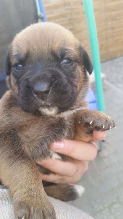 Welpenfotos-Beitrag-Bild