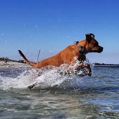 17. Collage Challenge / Springende Fellnasen-Beitrag-Bild