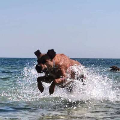 17. Collage Challenge / Springende Fellnasen-Beitrag-Bild