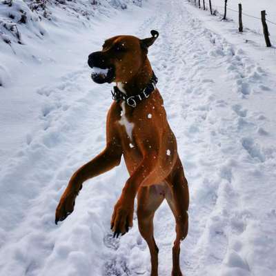 17. Collage Challenge / Springende Fellnasen-Beitrag-Bild