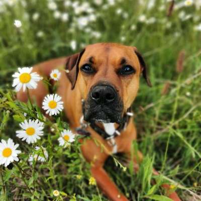 Dogorama Photo Challenge - Frühlingserwachen-Beitrag-Bild