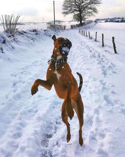 Profifoto Challenge No1 Winter, Schnee-Beitrag-Bild