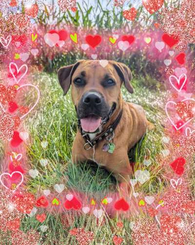 67. Handy Foto Challenge: Rotes Herz-Beitrag-Bild