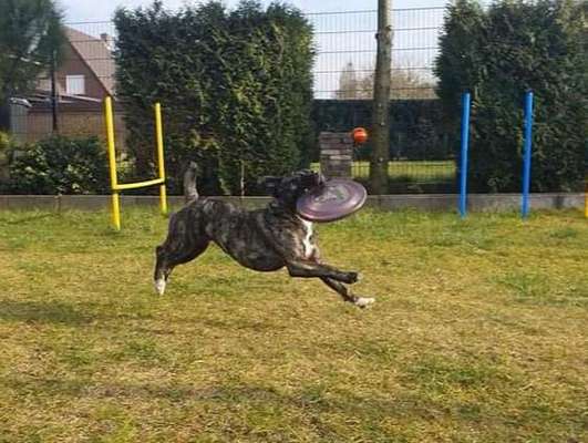 DogFrisbee-Beitrag-Bild