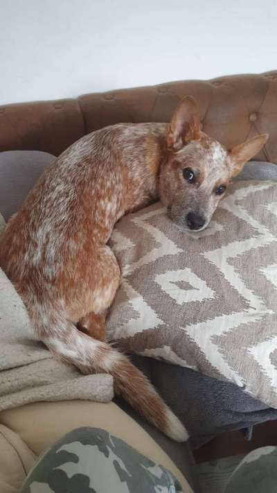 Australian Cattle Dog-Beitrag-Bild