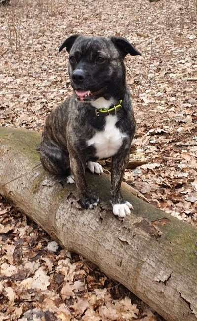 Bardino-Beitrag-Bild