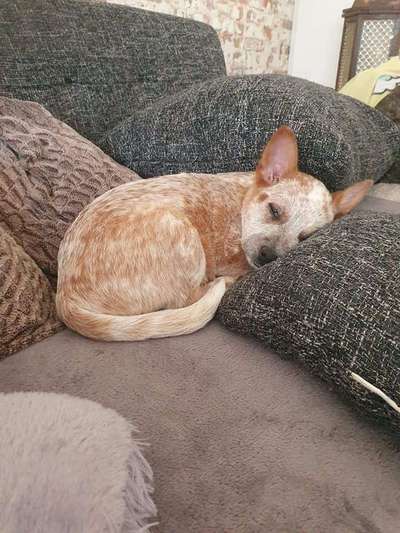 Australian Cattle Dog-Beitrag-Bild