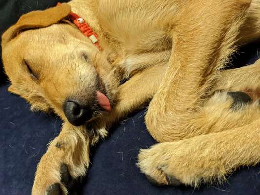 Zeigt mir die lustigsten Schlafpositionen eurer Fellnasen-Beitrag-Bild