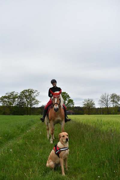 Pferde und hunde-Beitrag-Bild