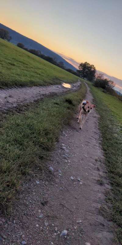 Hundetreffen-Gassirunde 🥰-Bild