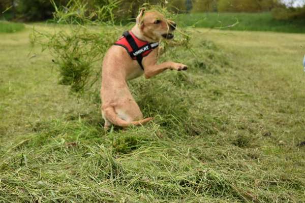 Die wunderschöne Welt mit Hund.-Beitrag-Bild