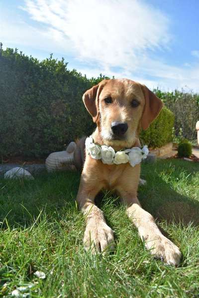 Foto's und Hundemodels-Beitrag-Bild