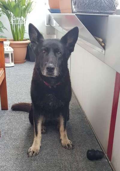 Fotochallenge Nr. 56 - geliebte Senioren-Beitrag-Bild