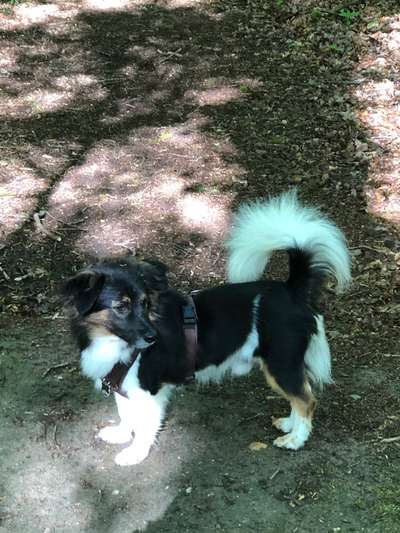 Wie heißt dein Hund?-Beitrag-Bild