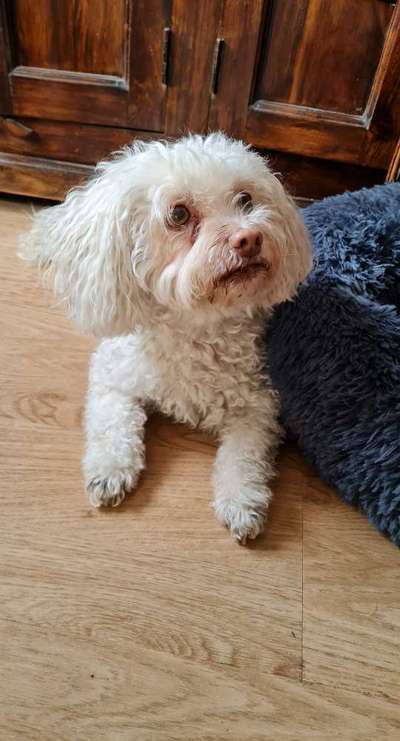 bolonka zwetna 😁-Beitrag-Bild