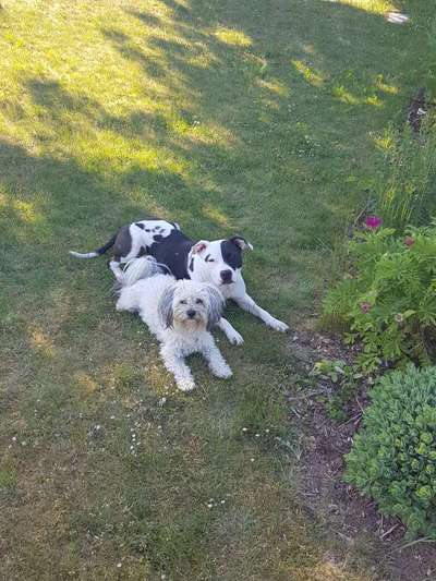 Hundetreffen-Social Walk-Bild