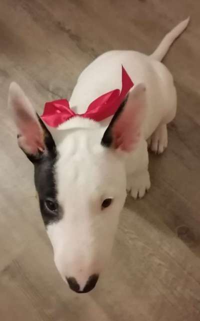 Miniatur Bull Terrier-Beitrag-Bild