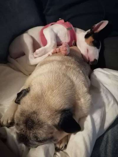 Welche Hunderasse-Beitrag-Bild