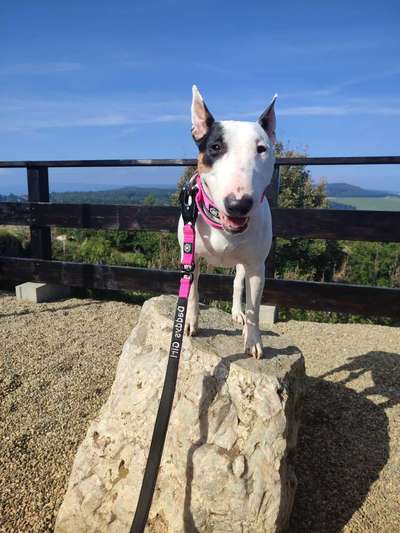 Miniatur Bull Terrier-Beitrag-Bild