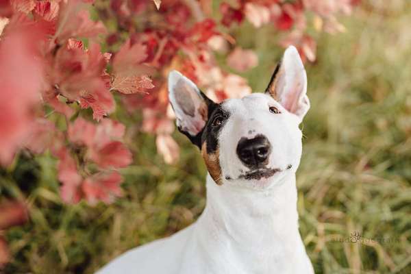 Miniatur Bull Terrier-Beitrag-Bild
