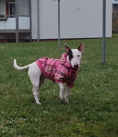 Miniatur Bull Terrier-Beitrag-Bild